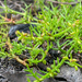 Haloragis brownii - Photo (c) timrudman, μερικά δικαιώματα διατηρούνται (CC BY-NC), uploaded by timrudman