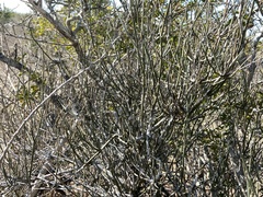 Ephedra antisyphilitica