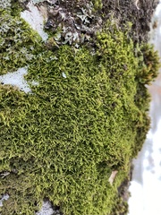 Pterigynandrum filiforme