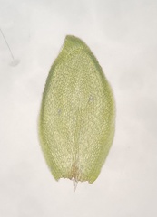 Pterigynandrum filiforme
