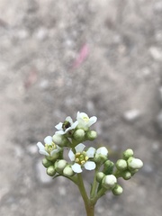 Escalloniales