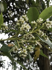 Escalloniales
