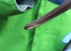 Galvarinus chilensis chilensis