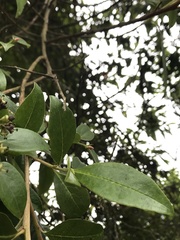 Escalloniales