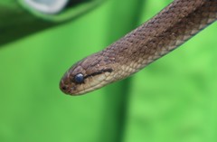 Galvarinus chilensis chilensis