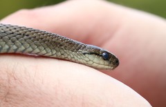Galvarinus chilensis chilensis