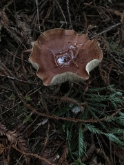 Tricholoma pessundatum