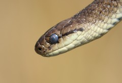 Galvarinus chilensis chilensis