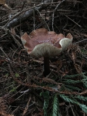 Tricholoma pessundatum