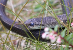 Galvarinus chilensis chilensis