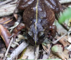 Eupsophus emiliopugini