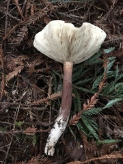 Tricholoma pessundatum