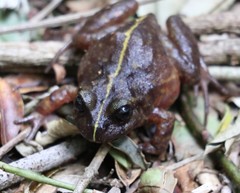 Eupsophus emiliopugini