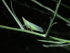 Rhynchomitra recurva