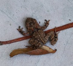 Eupsophus emiliopugini