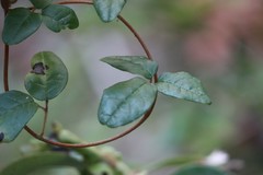 Boquila trifoliolata