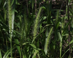 Setaria grisebachii