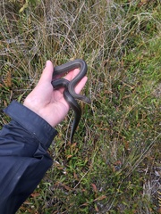 Galvarinus chilensis chilensis
