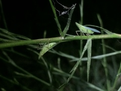 Rhynchomitra recurva