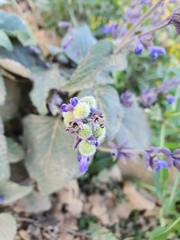 Salvia urolepis