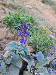 Salvia urolepis