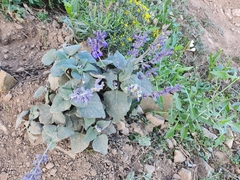 Salvia urolepis