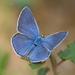 Chapman's Blue - Photo (c) Kostas Zontanos, some rights reserved (CC BY-NC), uploaded by Kostas Zontanos