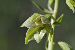 Epipactis helleborine orbicularis