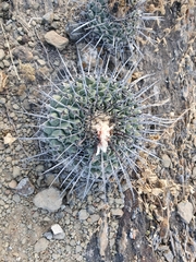 Thelocactus rinconensis