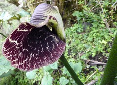 Arisaema griffithii