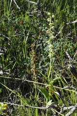 Epipactis helleborine orbicularis
