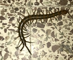 Scolopendra subspinipes