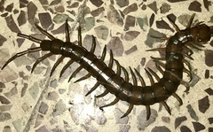 Scolopendra subspinipes