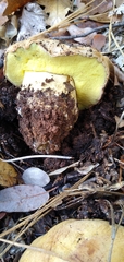 Butyriboletus persolidus