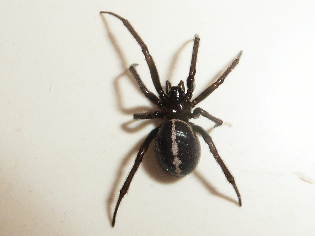 Steatoda sabulosa