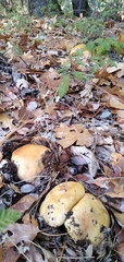 Butyriboletus persolidus