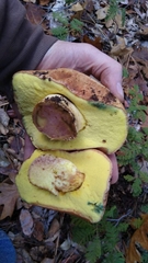 Butyriboletus persolidus