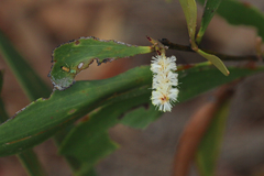 Acacia calyculata