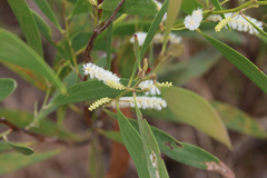 Acacia calyculata