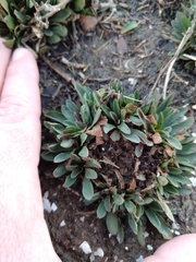 Limonium ramosissimum