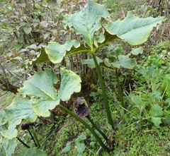 Arisaema griffithii