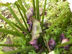 Arisaema griffithii