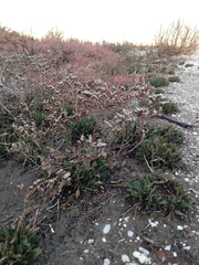 Limonium ramosissimum