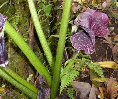 Arisaema griffithii