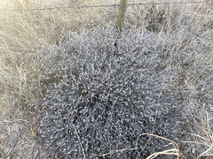 Thymophylla tephroleuca