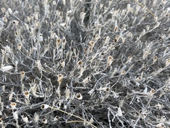 Thymophylla tephroleuca