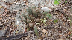 Mammillaria columbiana yucatanensis