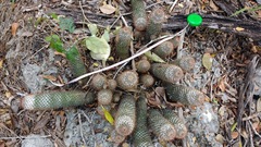 Mammillaria columbiana yucatanensis