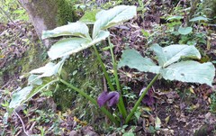 Arisaema griffithii