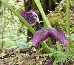 Arisaema griffithii